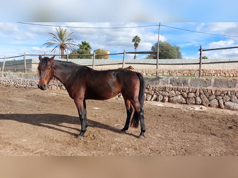 Speed Racking Horse Merrie 8 Jaar 156 cm Donkerbruin in Gondenbrett