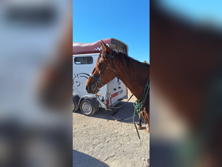 Speed Racking Horse Merrie 8 Jaar 156 cm Donkerbruin in Gondenbrett