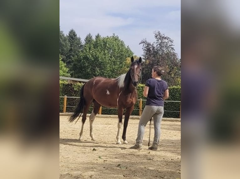 Speed Racking Horse Ruin 3 Jaar 155 cm Gevlekt-paard in Lahntal