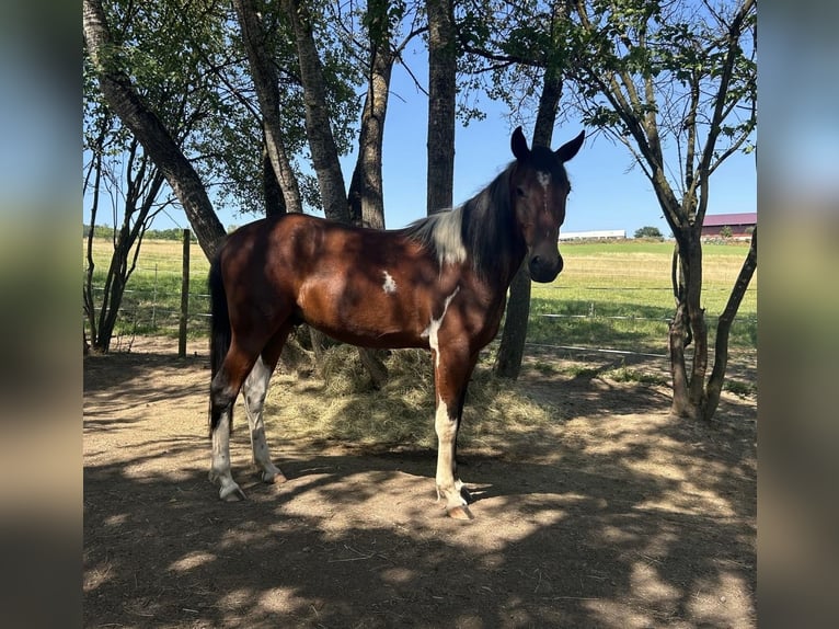 Speed Racking Horse Ruin 3 Jaar 155 cm Gevlekt-paard in Lahntal