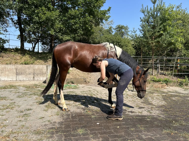 Speed Racking Horse Ruin 3 Jaar 155 cm Gevlekt-paard in Lahntal