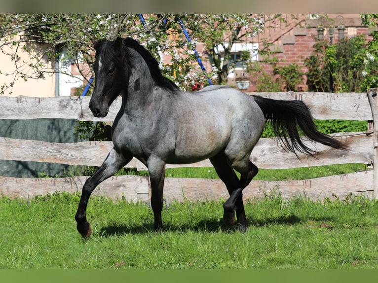 Speed Racking Horse Ruin 3 Jaar 155 cm Roan-Blue in Waldhambach