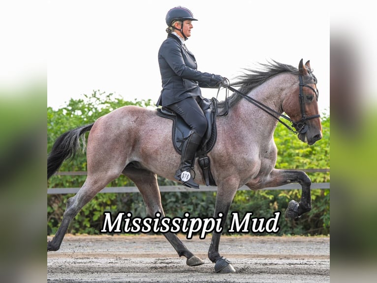 Speed Racking Horse Ruin 3 Jaar 156 cm Bruin in Aichtal