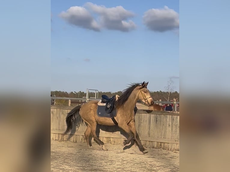 Speed Racking Horse Ruin 4 Jaar 160 cm Buckskin in Obermichelbach