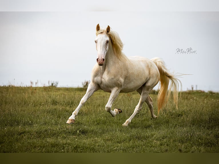 Speed Racking Horse Stallion 3 years 15.2 hh Sabino in Aichtal