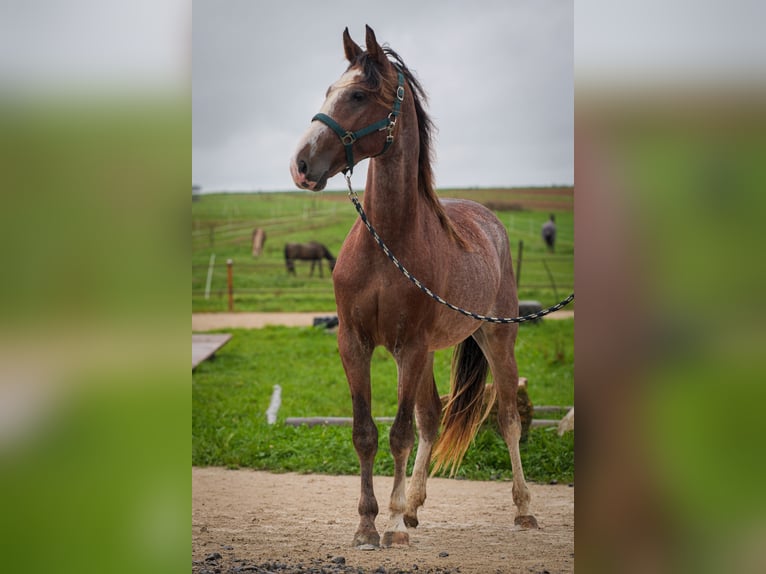 Speed Racking Horse Stallion 3 years 15.2 hh Sabino in Aichtal