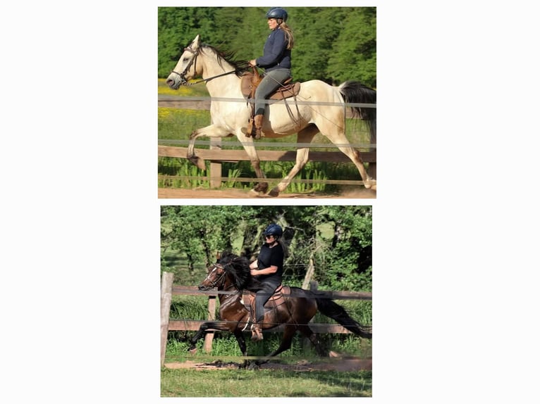 Speed Racking Horse Stallion 7 years 15,1 hh Buckskin in Eusserthal