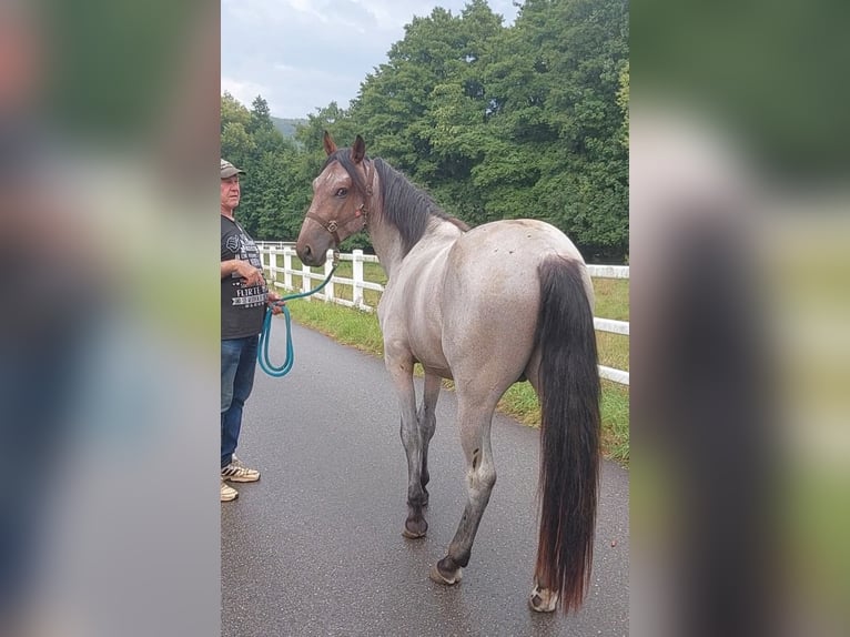 Speed Racking Horse Stallion 7 years 15,1 hh Buckskin in Eusserthal