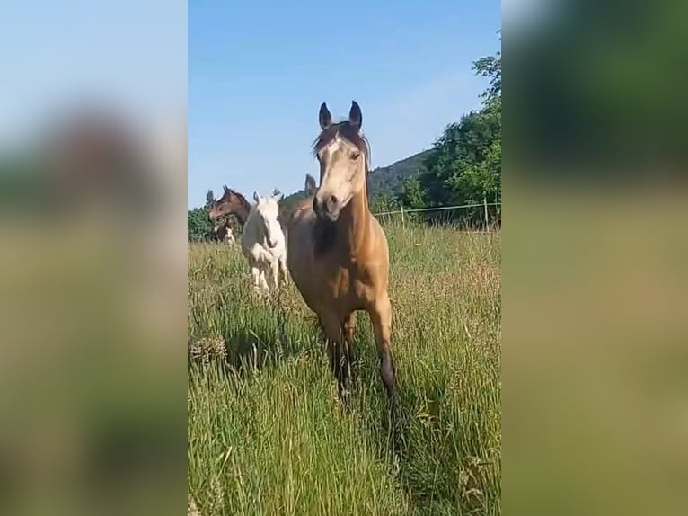 Speed Racking Horse Stallion 7 years 15,1 hh Buckskin in Eusserthal