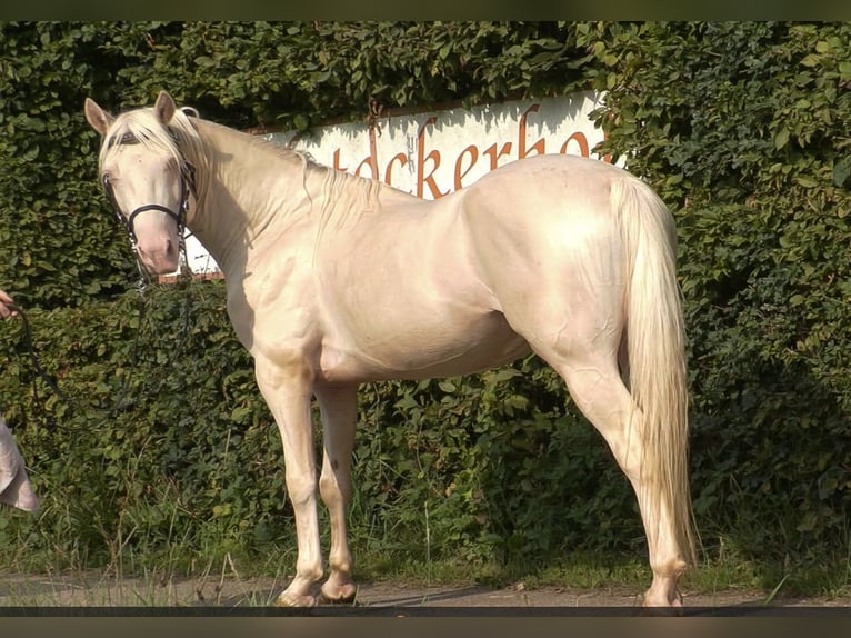 Speed Racking Horse Stallion 7 years 15,1 hh Buckskin in Eusserthal