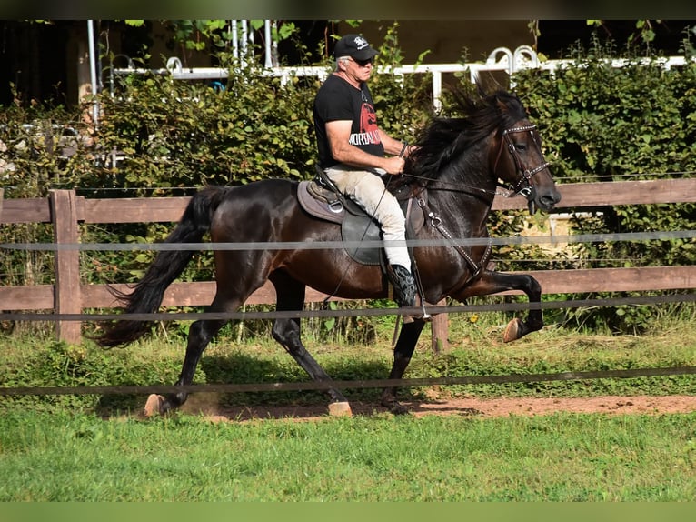 Speed Racking Horse Stallion 7 years 15,1 hh Buckskin in Eusserthal