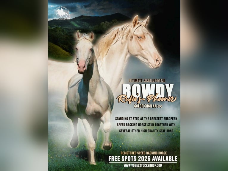Speed Racking Horse Stallion 7 years 15,1 hh Buckskin in Eusserthal