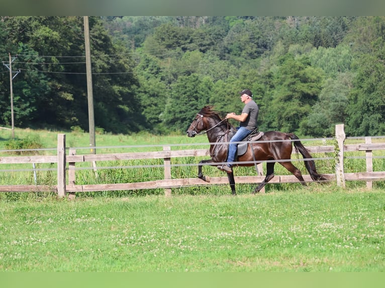 Speed Racking Horse Stallion 7 years 15,1 hh Buckskin in Eusserthal