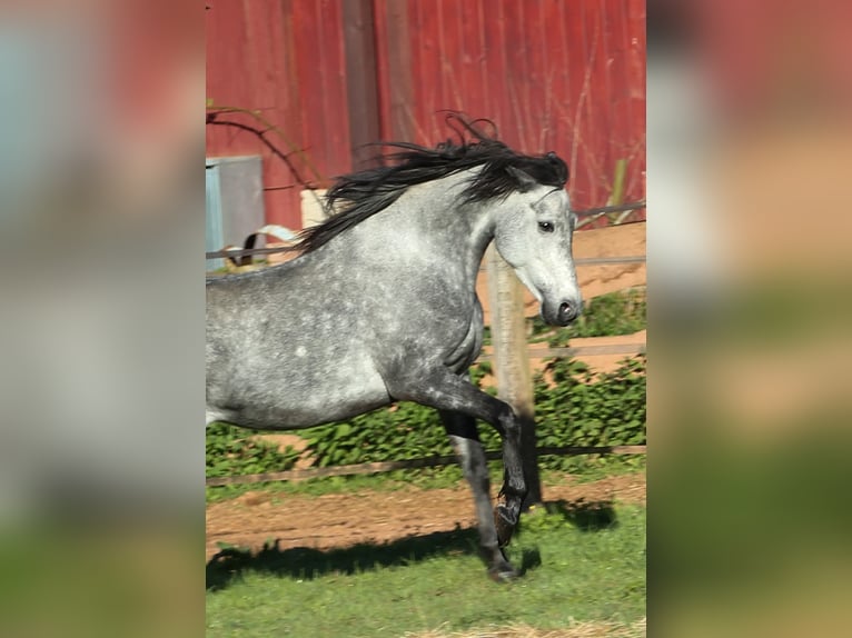 Speed Racking Horse Stallion 7 years 15,1 hh Buckskin in Eusserthal