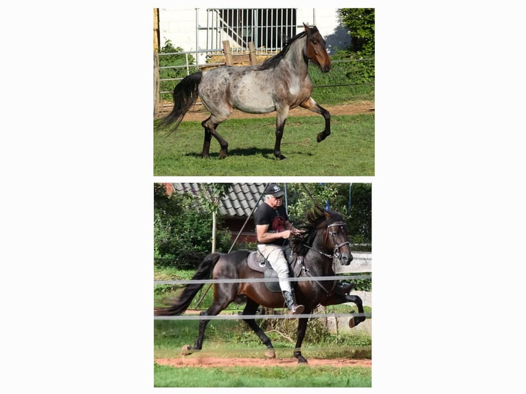 Speed Racking Horse Stallion 7 years 15,1 hh Buckskin in Eusserthal