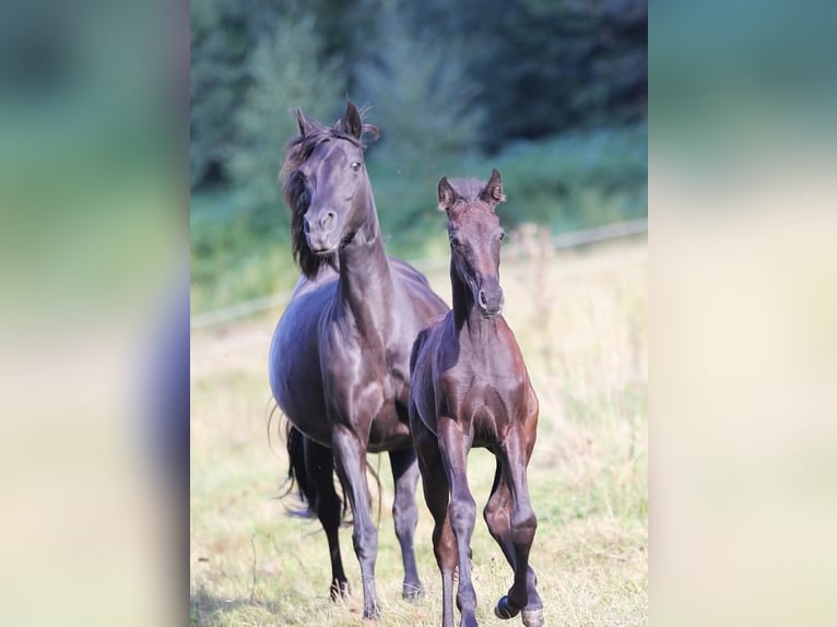 Speed Racking Horse Stallion 7 years 15,1 hh Buckskin in Eusserthal
