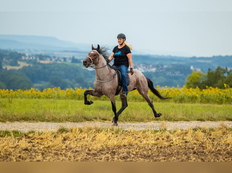 Speed Racking Horse Stallion Roan-Bay in Aichtal