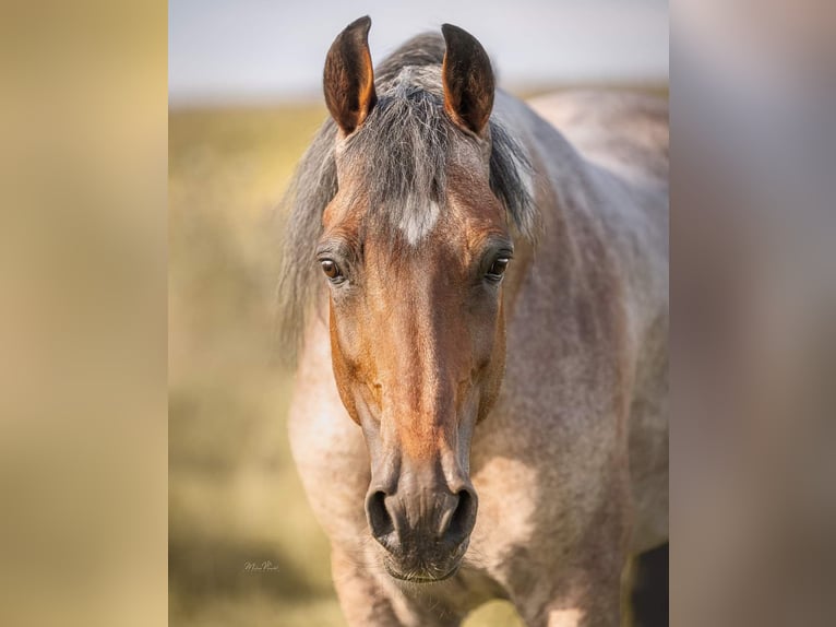 Speed Racking Horse Stallion Roan-Bay in Aichtal