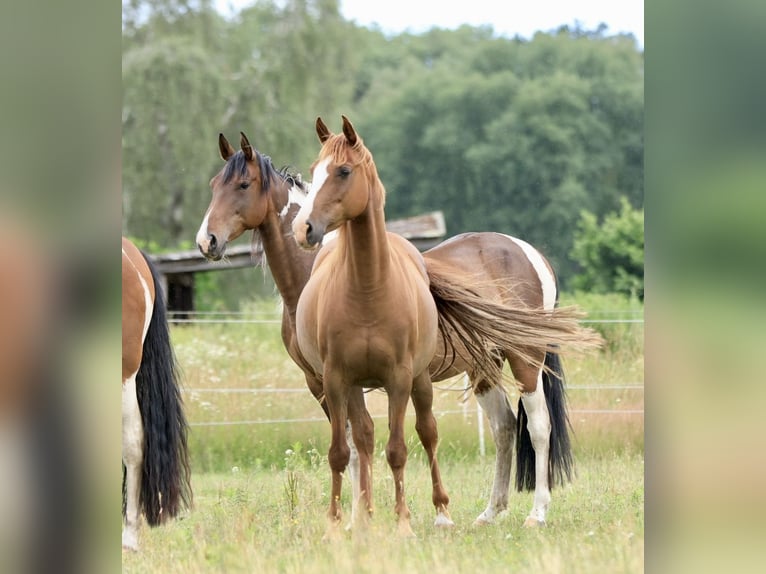 Speed Racking Horse Stute 10 Jahre 150 cm Fuchs in Ribbesbüttel