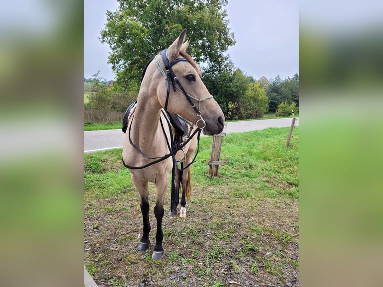 Speed Racking Horse Stute 10 Jahre 159 cm Buckskin in Kaiserslautern Speed Racking Horse Stute 10 Jahre 159 cm Buckskin in Kaiserslautern