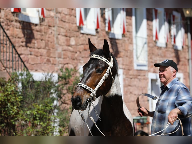 Speed Racking Horse Stute 11 Jahre 158 cm Tobiano-alle-Farben in Eußerthal