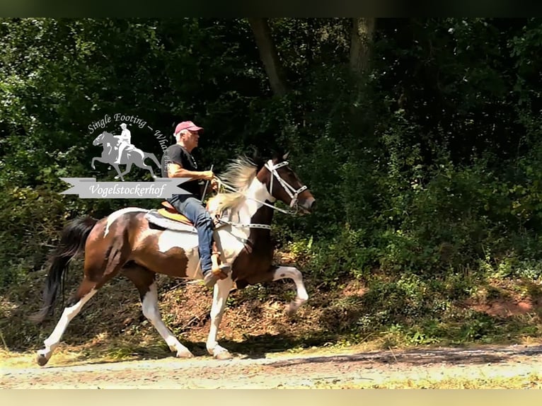 Speed Racking Horse Stute 11 Jahre 158 cm Tobiano-alle-Farben in Eußerthal