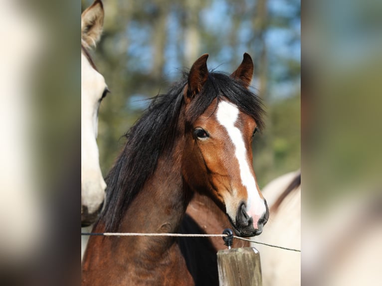 Speed Racking Horse Stute 1 Jahr 154 cm Brauner in Eußerthal