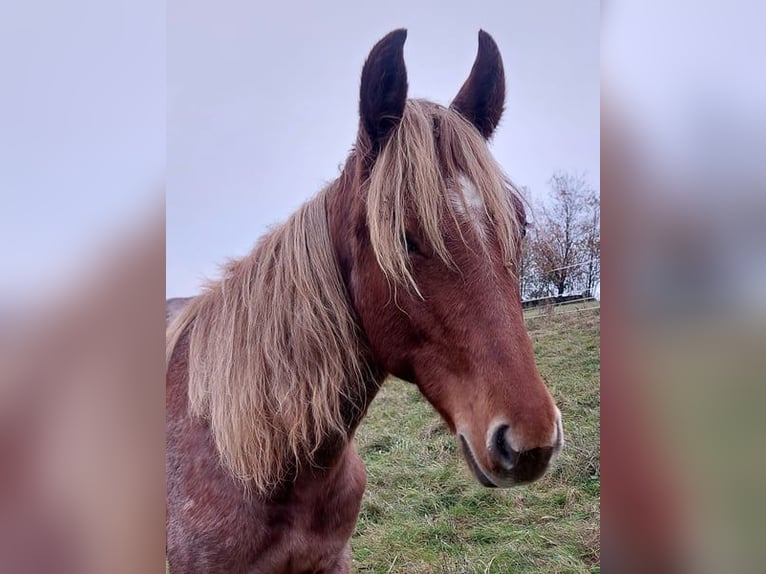 Speed Racking Horse Stute 2 Jahre 158 cm Roan-Red in Saarland