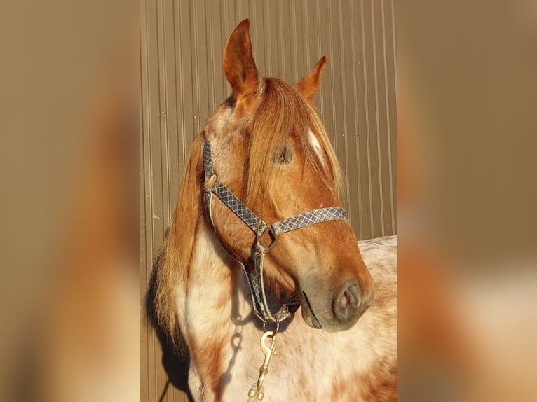 Speed Racking Horse Stute 2 Jahre 158 cm Roan-Red in Saarland