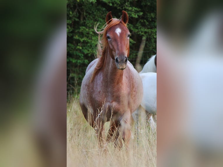 Speed Racking Horse Stute 3 Jahre 156 cm Roan-Red in Saarland