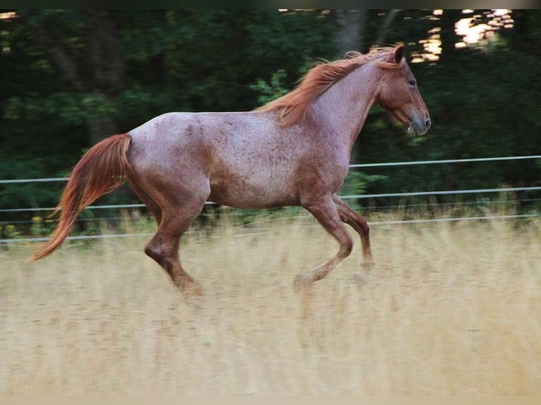 Speed Racking Horse Stute 3 Jahre 156 cm Roan-Red in Saarland