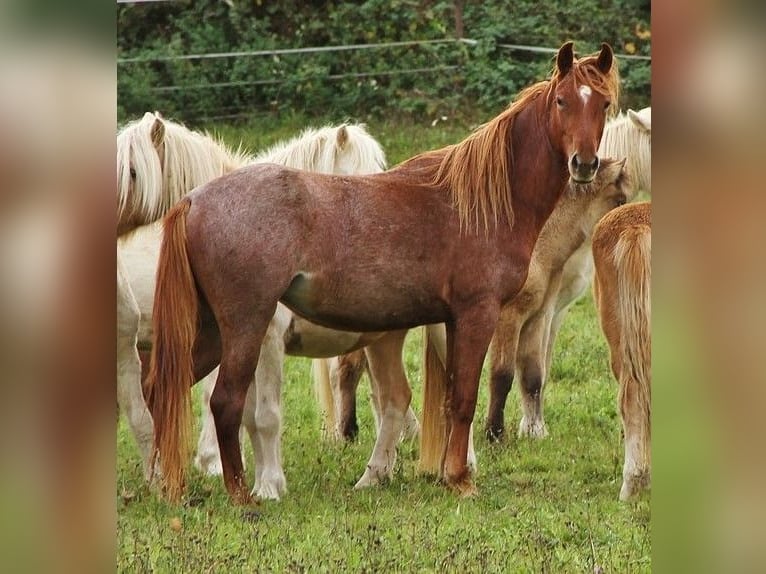 Speed Racking Horse Stute 3 Jahre 156 cm Roan-Red in Saarland