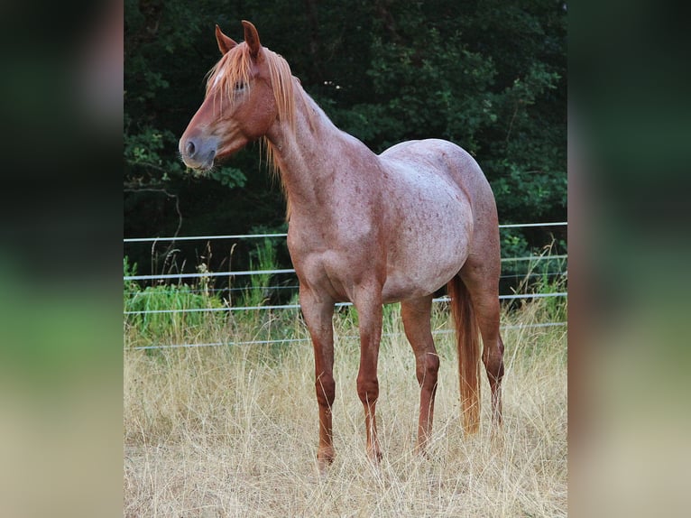Speed Racking Horse Stute 3 Jahre 156 cm Roan-Red in Saarland