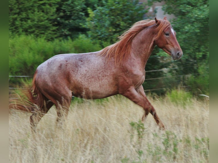 Speed Racking Horse Stute 3 Jahre 156 cm Roan-Red in Saarland