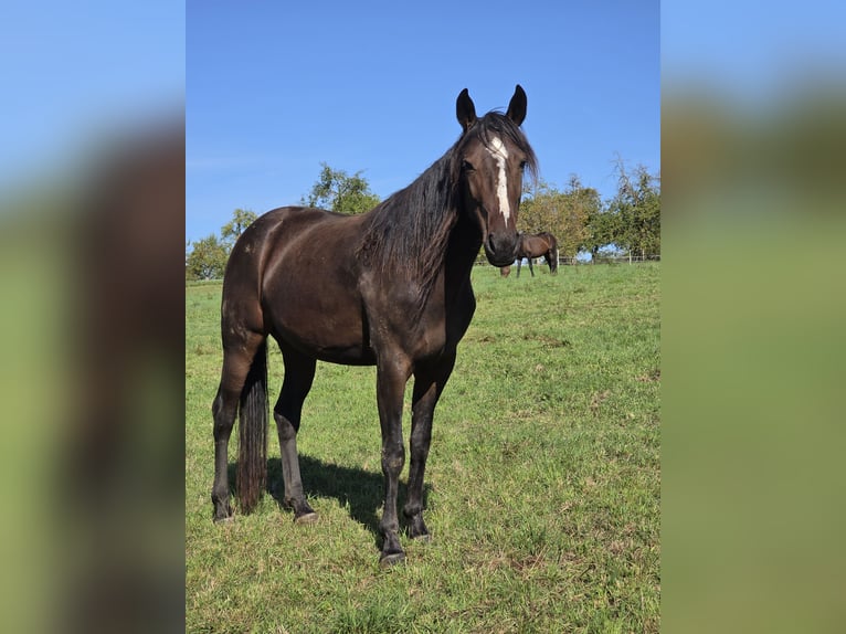 Speed Racking Horse Stute 3 Jahre in Aichtal