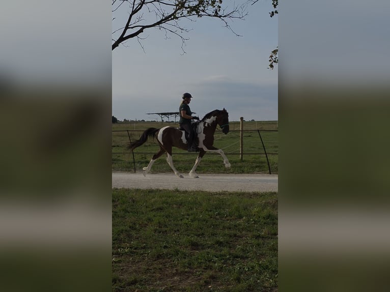 Speed Racking Horse Stute 3 Jahre in Aichtal