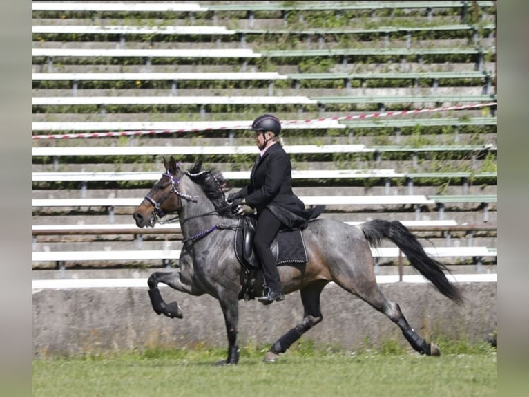 Speed Racking Horse Stute 3 Jahre in Aichtal