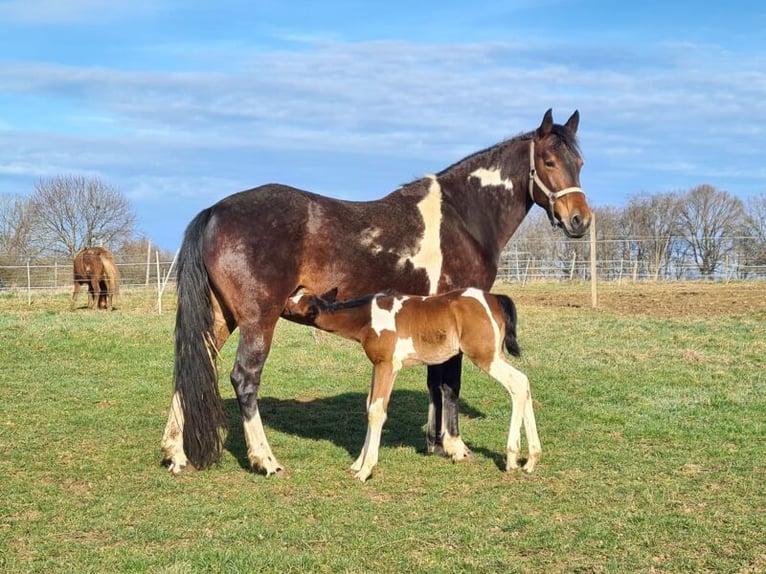 Speed Racking Horse Stute 3 Jahre in Aichtal