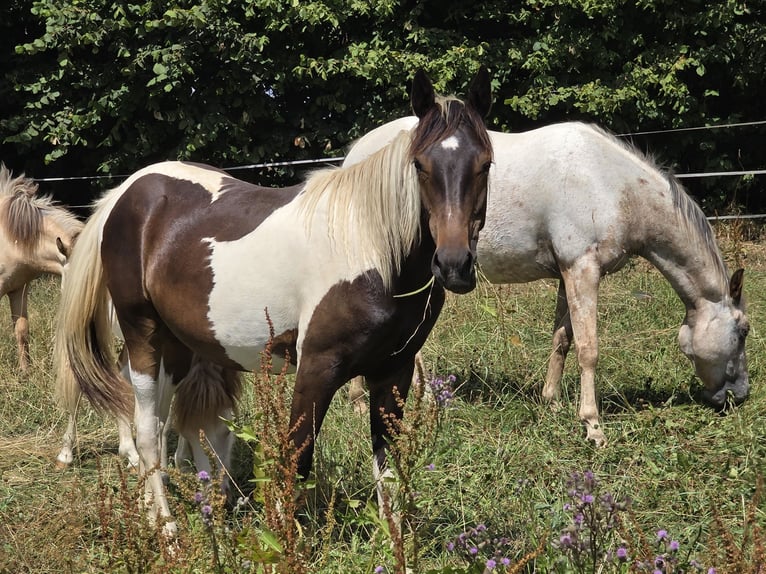 Speed Racking Horse Stute 3 Jahre in Aichtal