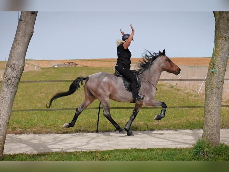 Speed Racking Horse Stute 3 Jahre in Aichtal