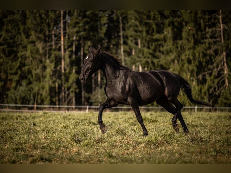 Speed Racking Horse Stute 3 Jahre in Aichtal