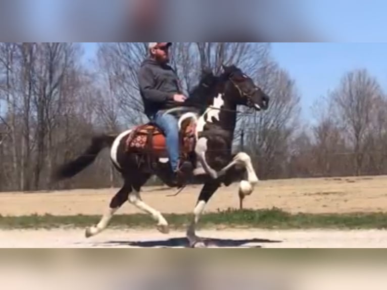 Speed Racking Horse Stute 3 Jahre in Aichtal