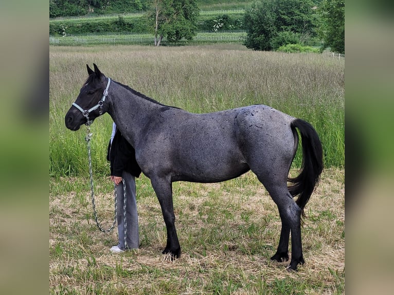 Speed Racking Horse Stute 4 Jahre 139 cm Roan-Blue in Trier