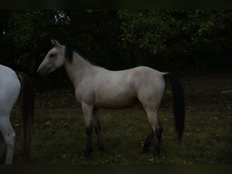 Speed Racking Horse Stute 5 Jahre 145 cm Buckskin in Schömberg