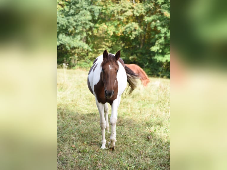 Speed Racking Horse Stute 5 Jahre 152 cm Schecke in Schömberg