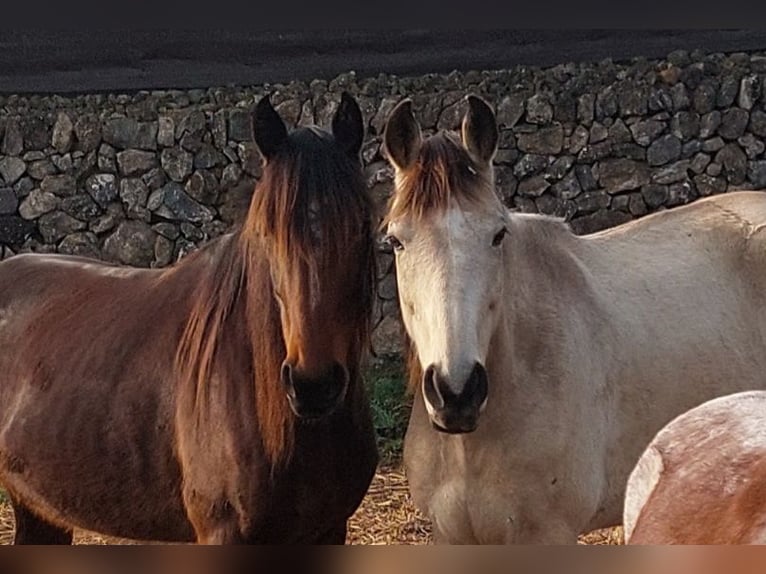 Speed Racking Horse Stute 8 Jahre 154 cm Brauner in Mallorca
