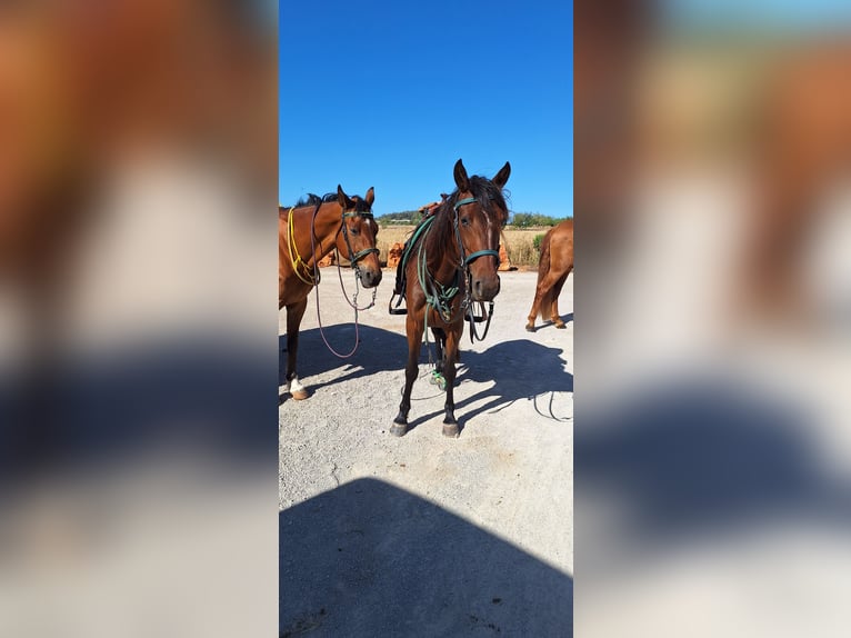 Speed Racking Horse Stute 8 Jahre 156 cm Dunkelbrauner in Gondenbrett