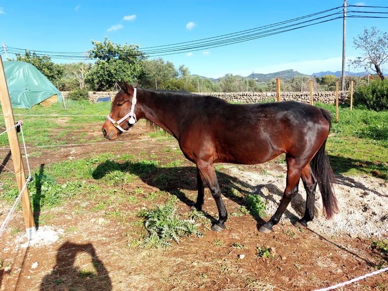 Speed Racking Horse Stute 8 Jahre 156 cm Dunkelbrauner in Porto Cristo
