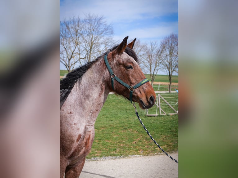 Speed Racking Horse Stute 9 Jahre 157 cm Schecke in Aichtal