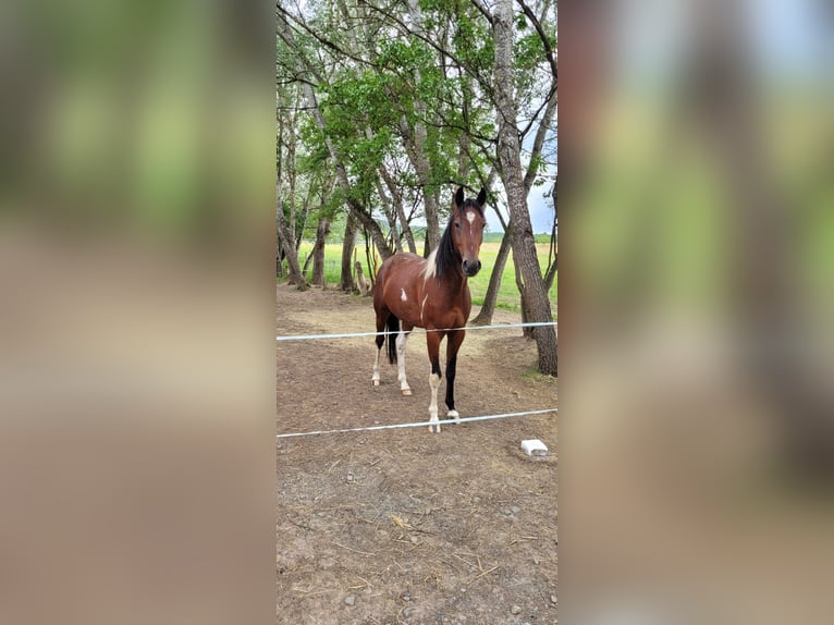 Speed Racking Horse Wallach 3 Jahre 155 cm Schecke in Lahntal